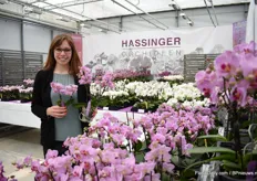 Jasmin Hassinger van Hassinger Orchideeën presenteerd hun Nui6, een nieuwe variëteit voor de 6,9 & 12 cm pot. Het is een multifuctionele plant met grote bloemen die je 'aankijken'.